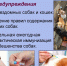Меры профилактике против бешества - Тамалинский район
